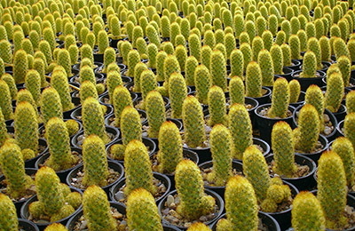 İÇ MEKAN BİTKİLERİ